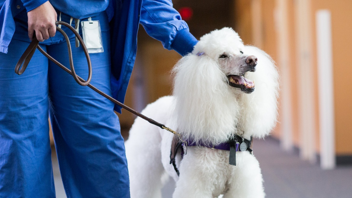 Lena the pet therapy dog